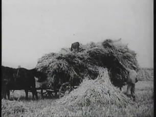 Landwirtschaft: Felder, Ernte, G&auml;nse
