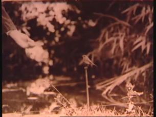 Winston Churchill füttert Vogel und Fische