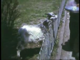 Tiere und Menschen in Istanbul
