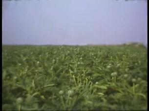Landwirtschaft in der Bretagne