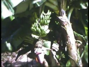 Pflanzen Brasiliens