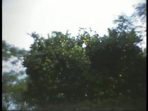 Vegetation in Brasilien