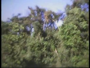 Flora in Brasilien