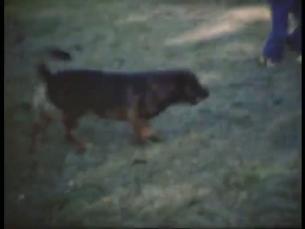 Kinder mit Hund in einem Garten